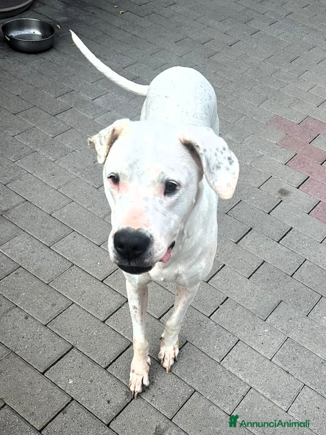 Meticcio cani in regalo: LOLA DOGO ARGENTINO - Annuncio 5