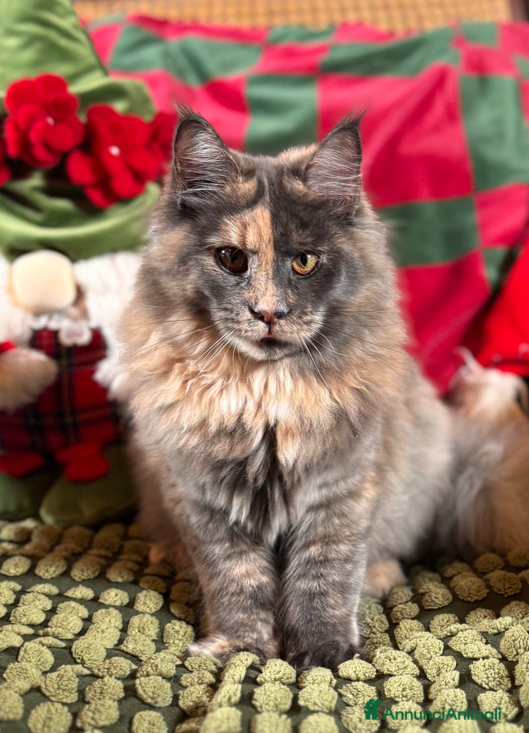 Maine Coon gatti in vendita: Maine Coon femmine tortie solide pedigree Anfi - Annuncio 3