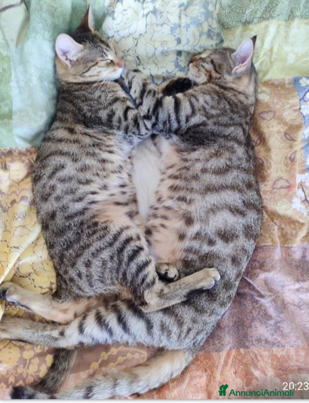 Europeo gatti in regalo: 2mici tigrati grigi 7mesi e 1/2 SOS CASA BARI - Annuncio 5