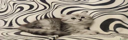 Scottish gatti in vendita: Scottish  a Provincia di Treviso - Annuncio 7