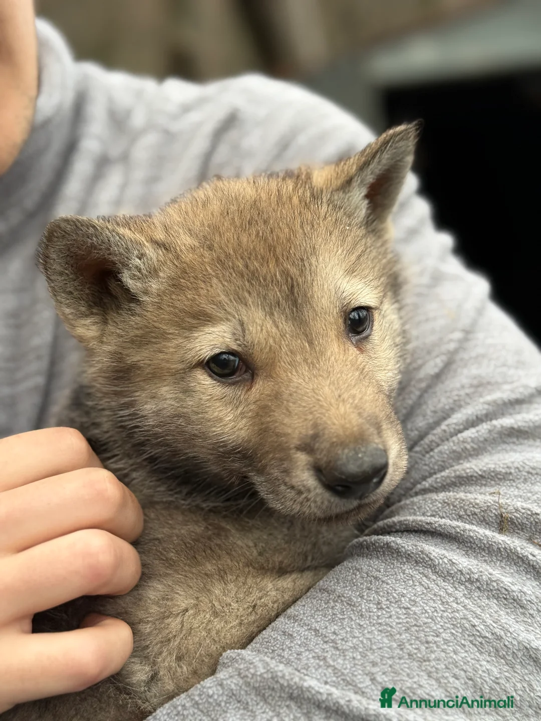 Lupo Cecoslovacco cani in vendita: Cuccioli lupo cecoslovacco  - Annuncio 4
