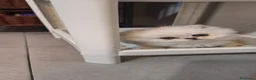 Persiano gatti in vendita: Vendo cuccioli di Persiano Chinchilla Silver  - Annuncio 7