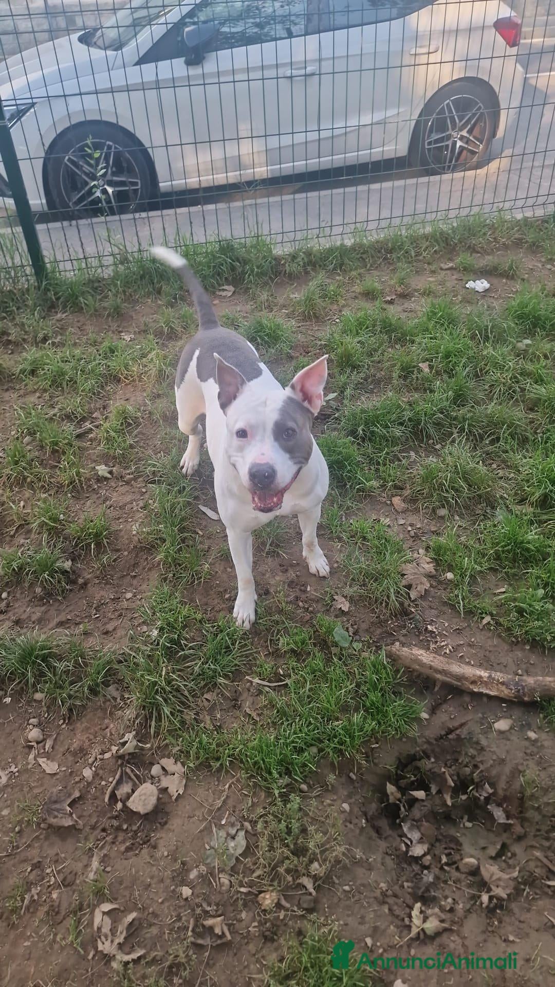 Altre razze cani in regalo: CAGNOLINA ANZIANA - Annuncio 4