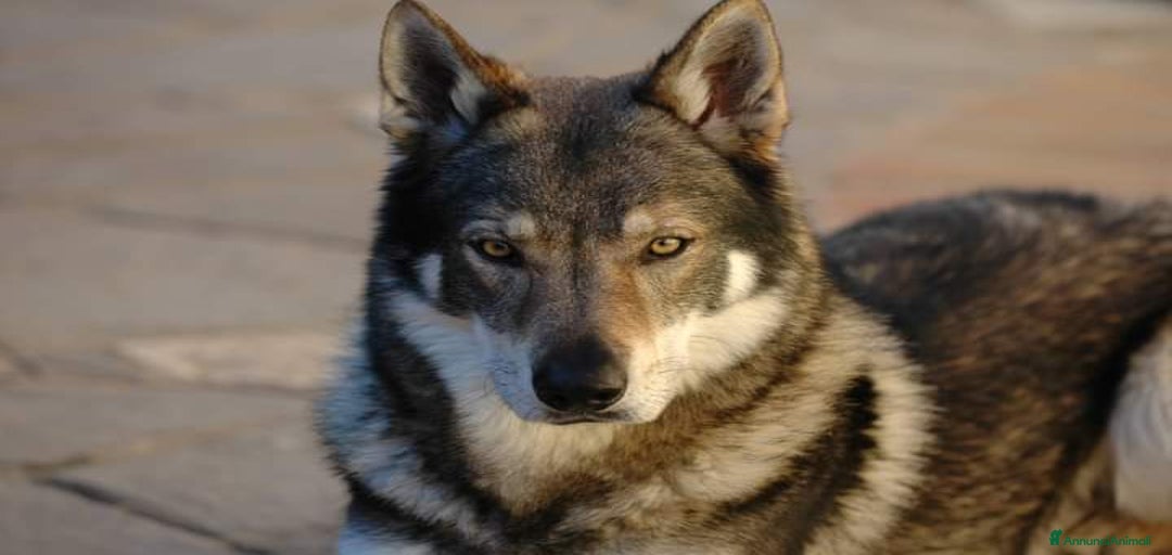 Immagine della galleria {{count}}