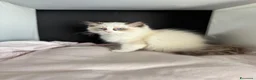 Ragdoll gatti in vendita: Splendidi cuccioli di Ragdoll - Annuncio 4