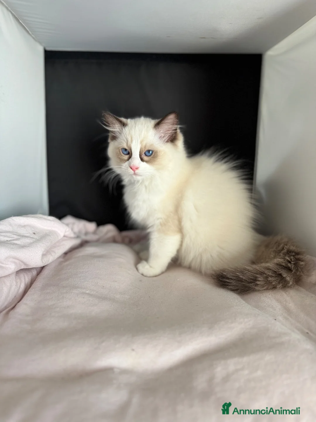 Ragdoll gatti in vendita: Splendidi cuccioli di Ragdoll - Annuncio 4