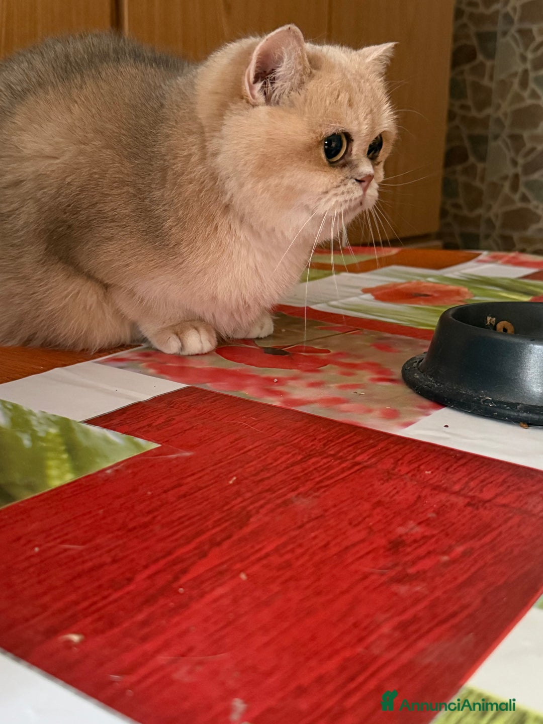 British gatti in vendita: British femmina blu golden  - Annuncio 3