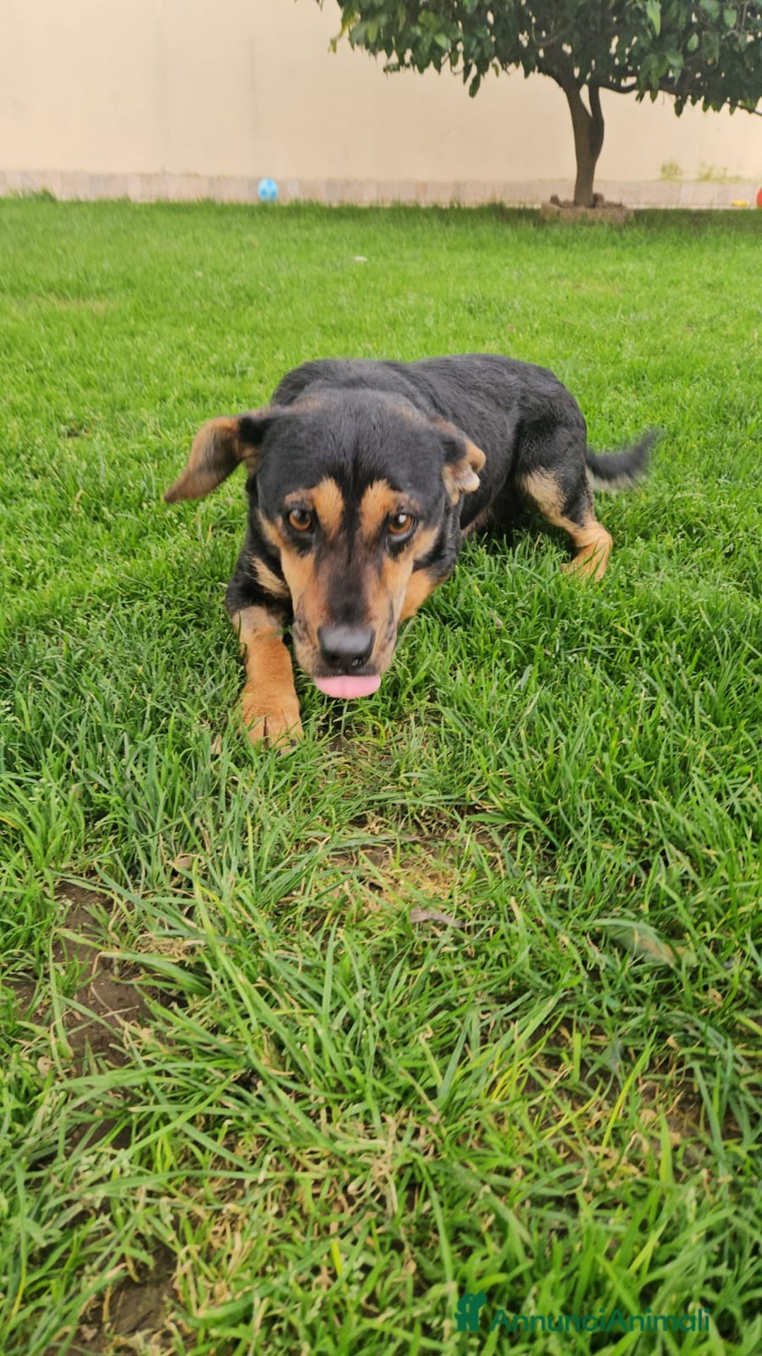 Meticcio cani in regalo: Ralph: taglia piccola socievole affettuoso  - Annuncio 9