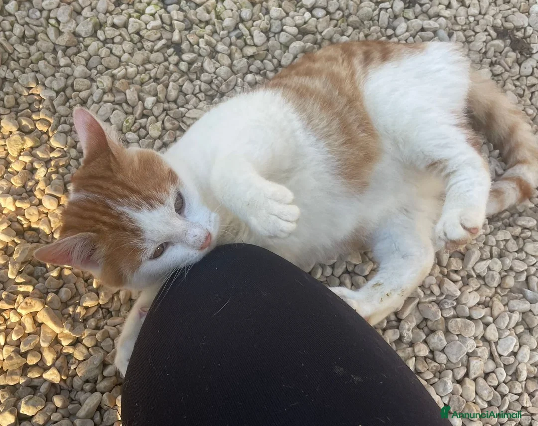 Meticcio gatti in regalo: DOLCE GATTINO ROSSO - Annuncio 5