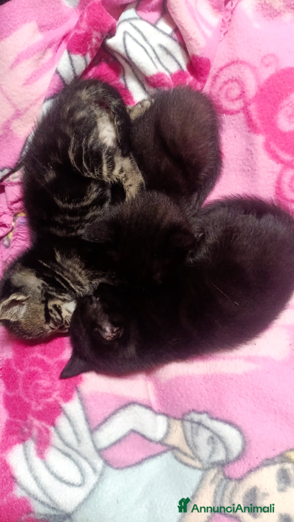 Europeo gatti in vendita: Vendita gattini  - Annuncio 9