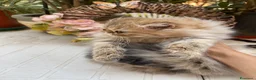 Persiano gatti in vendita: cucciolo golden shaded con pedigree anfi  - Annuncio 18