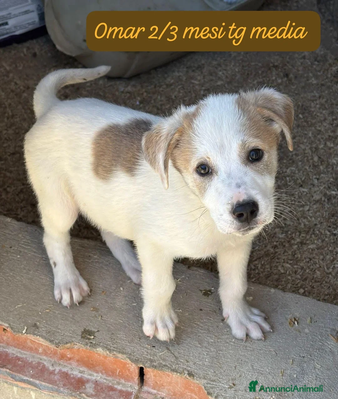 Meticcio cani in regalo: Meticci dimenticati da tutti  a Provincia di Pavia - Annuncio 12