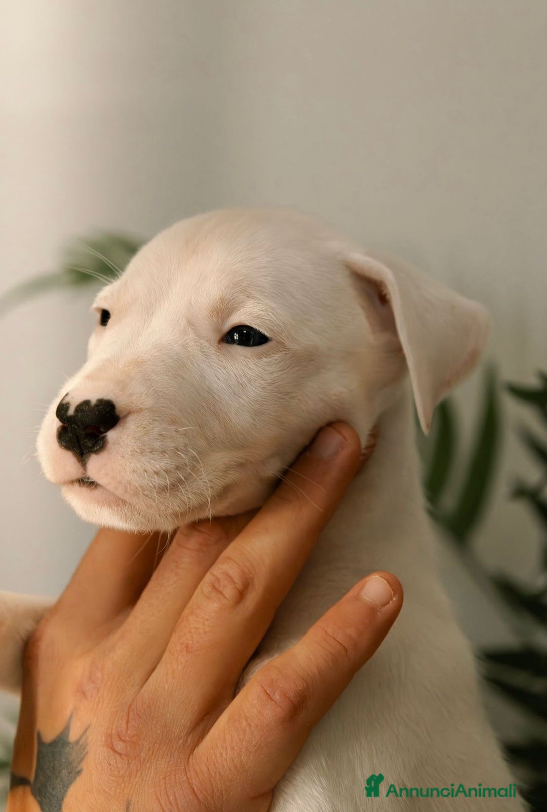 Dogo Argentino cani in vendita: CUCCIOLI DI DOGO ARGENTINO - Annuncio 5