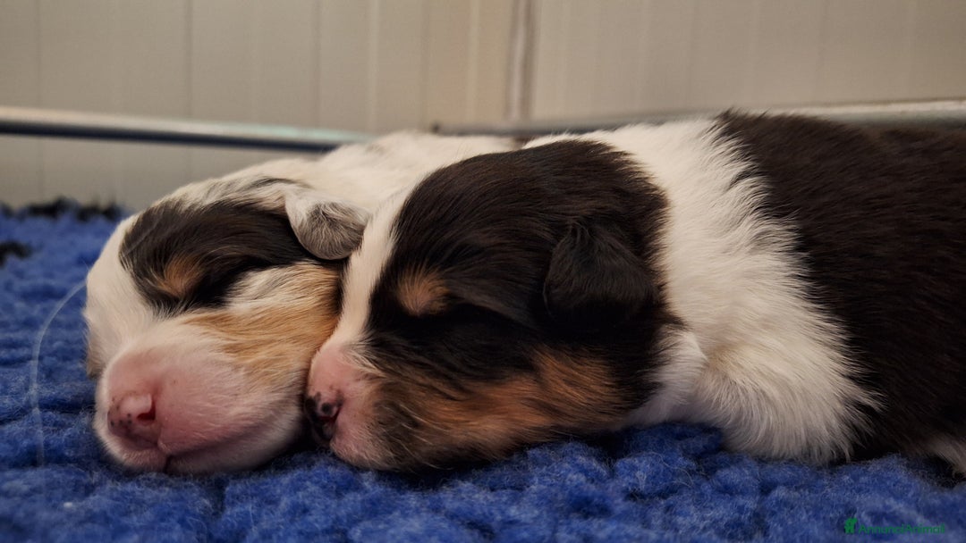 Australian Shepherd cani in vendita: Meravigliosi cuccioli di Australian Shepherd - Annuncio 2