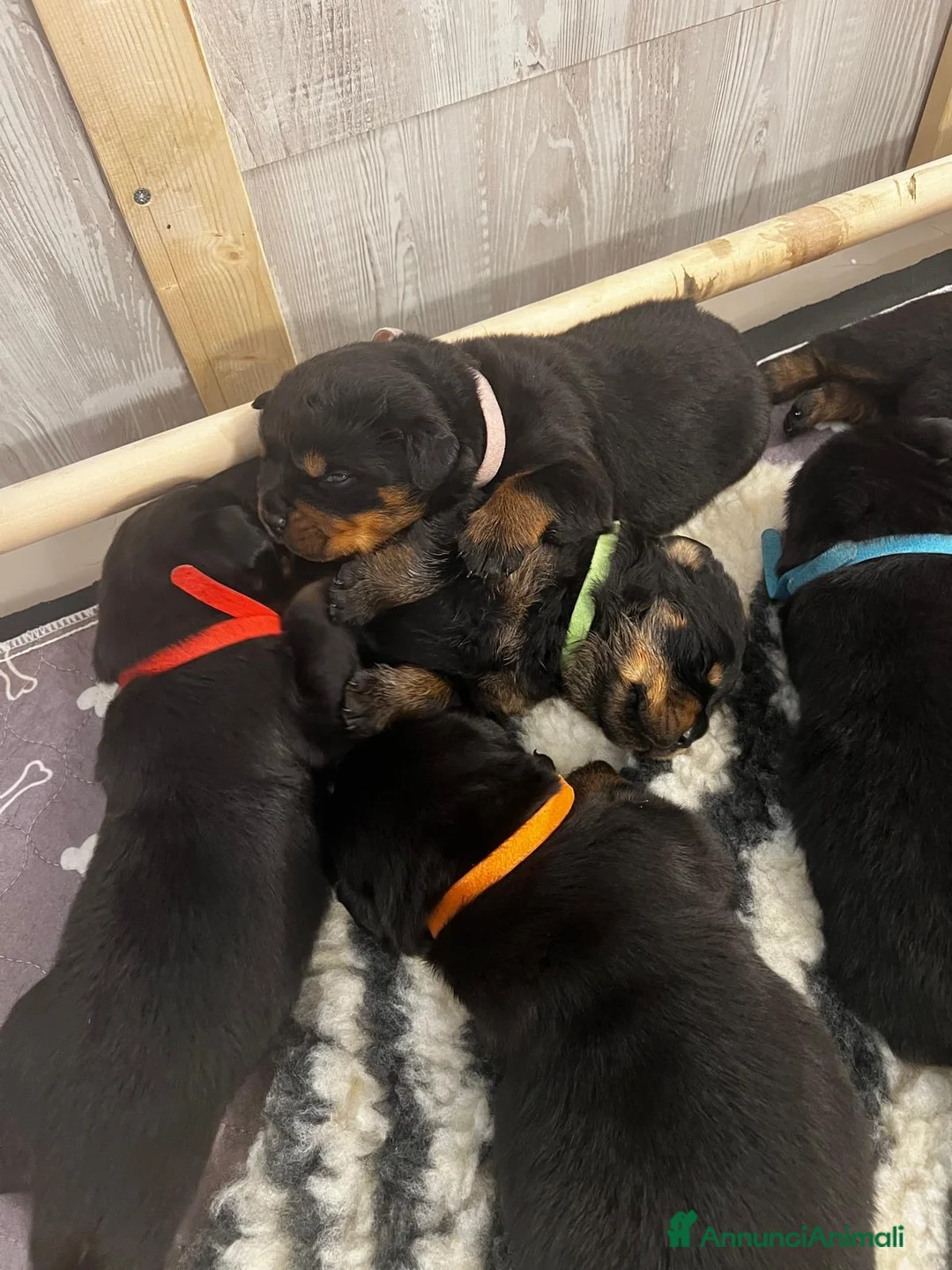 Rottweiler cani in vendita: Cuccioli Rottweiler con pedigree  - Annuncio 2