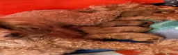 Barboncino cani in vendita: Barboncino nano fulvo - Annuncio 14