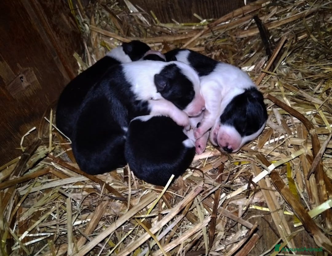 Border Collie cani in vendita: Border Collie  - Annuncio 3