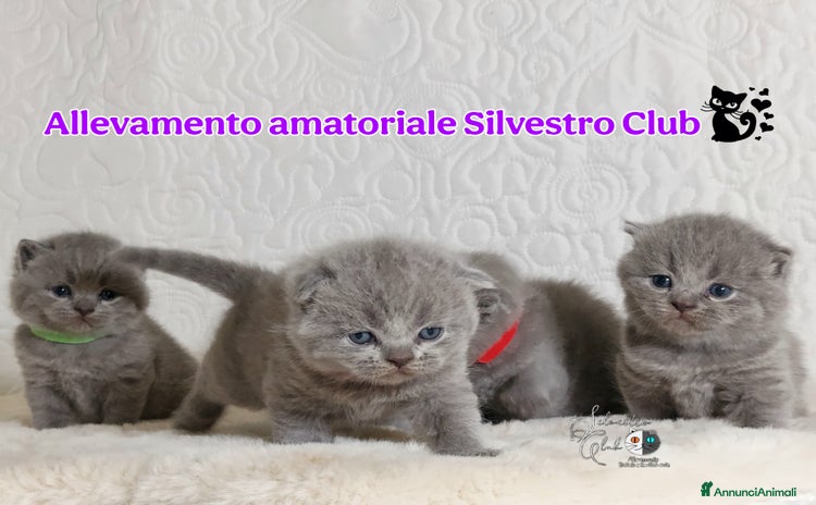 British gatti a Città metropolitana di Roma Capitale - Annuncio 1