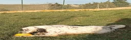 Setter Inglese cani in regalo: OTELLO adora giocare! a Città Metropolitana di Torino - Annuncio 4