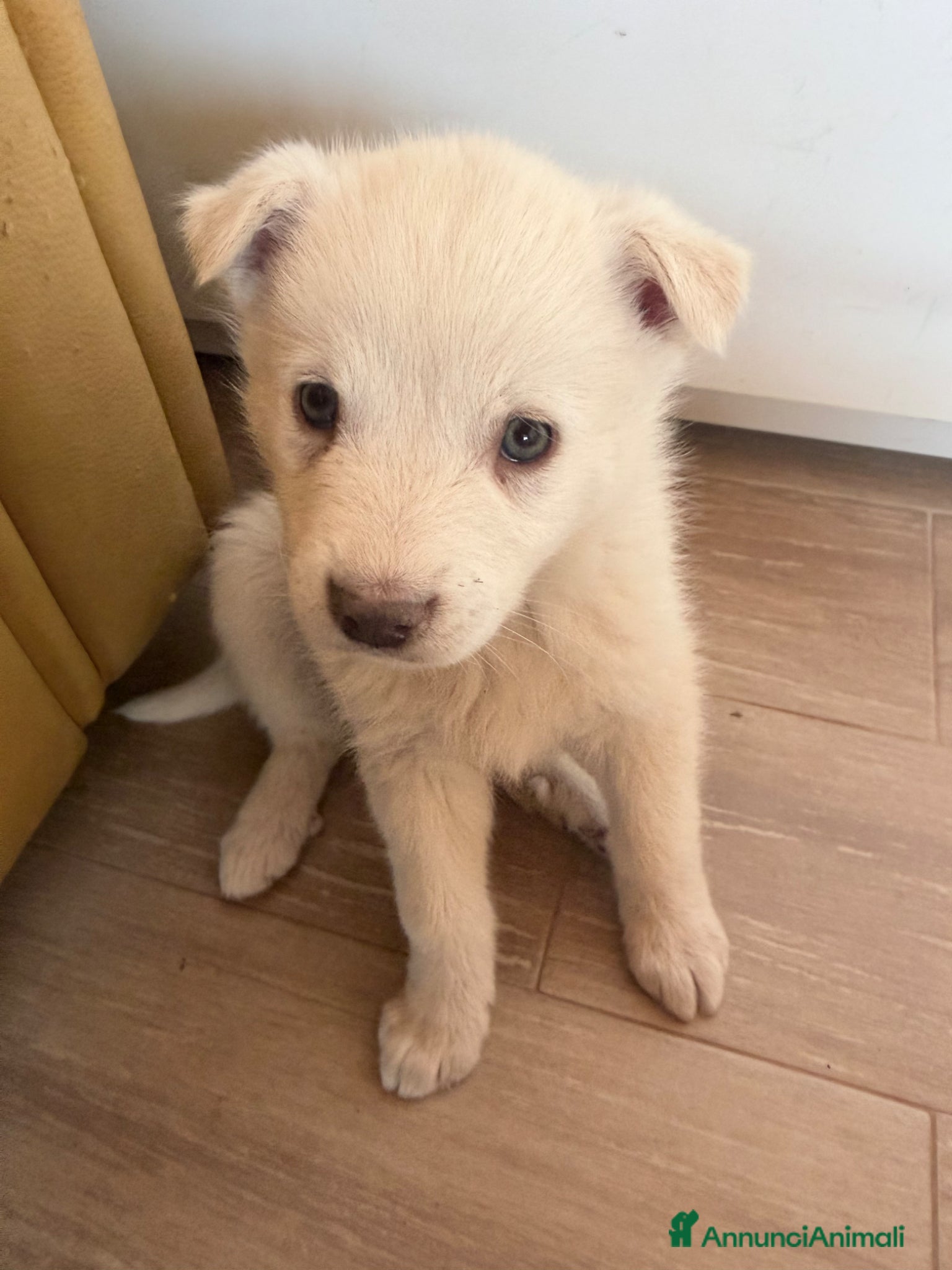 Meticcio cani in regalo: Falena  - Annuncio 1