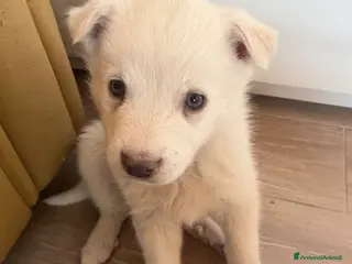 Meticcio cani in regalo: Falena - Annuncio 1