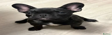 Bulldog Francese 1