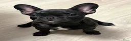 Bulldog Francese cani in vendita: Cucciolo di bulldog francese  - Annuncio 7