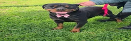 Rottweiler cani in regalo: Xena, in canile - Annuncio 1