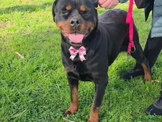 Rottweiler cani in regalo: Xena, in canile - Annuncio 4