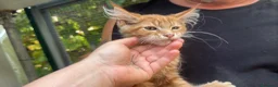 Maine Coon gatti in vendita: Bellissimo cucciolo di Maine coon, manto rosso - Annuncio 3