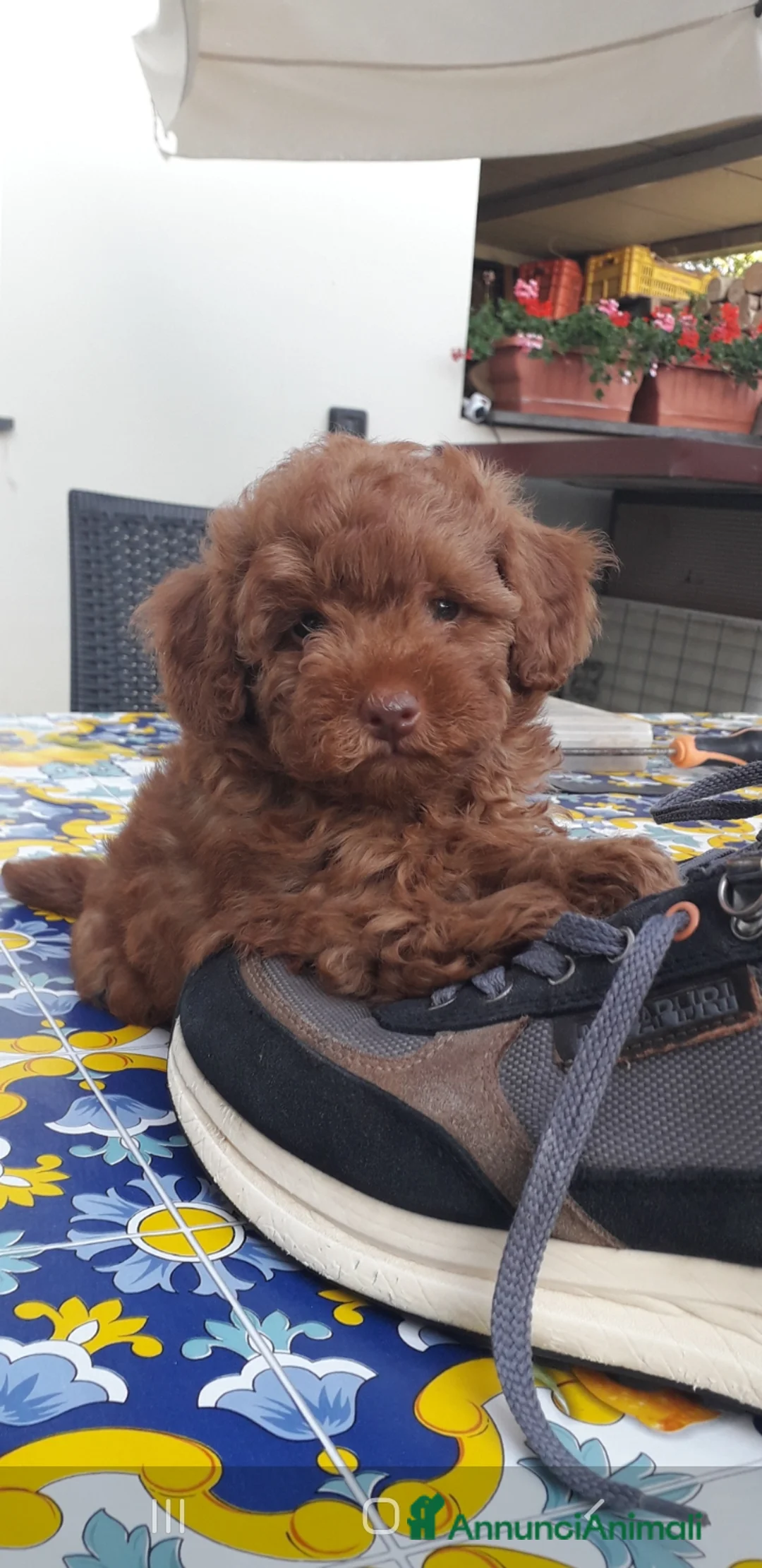 Barboncino Toy cani in vendita: Barboncino  a Provincia di Caserta - Annuncio 4