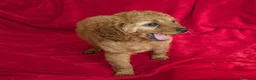 Cavapoo cani in vendita: Splendidi cuccioli di Cavapoo F1B a Città metropolitana di Milano - Annuncio 6