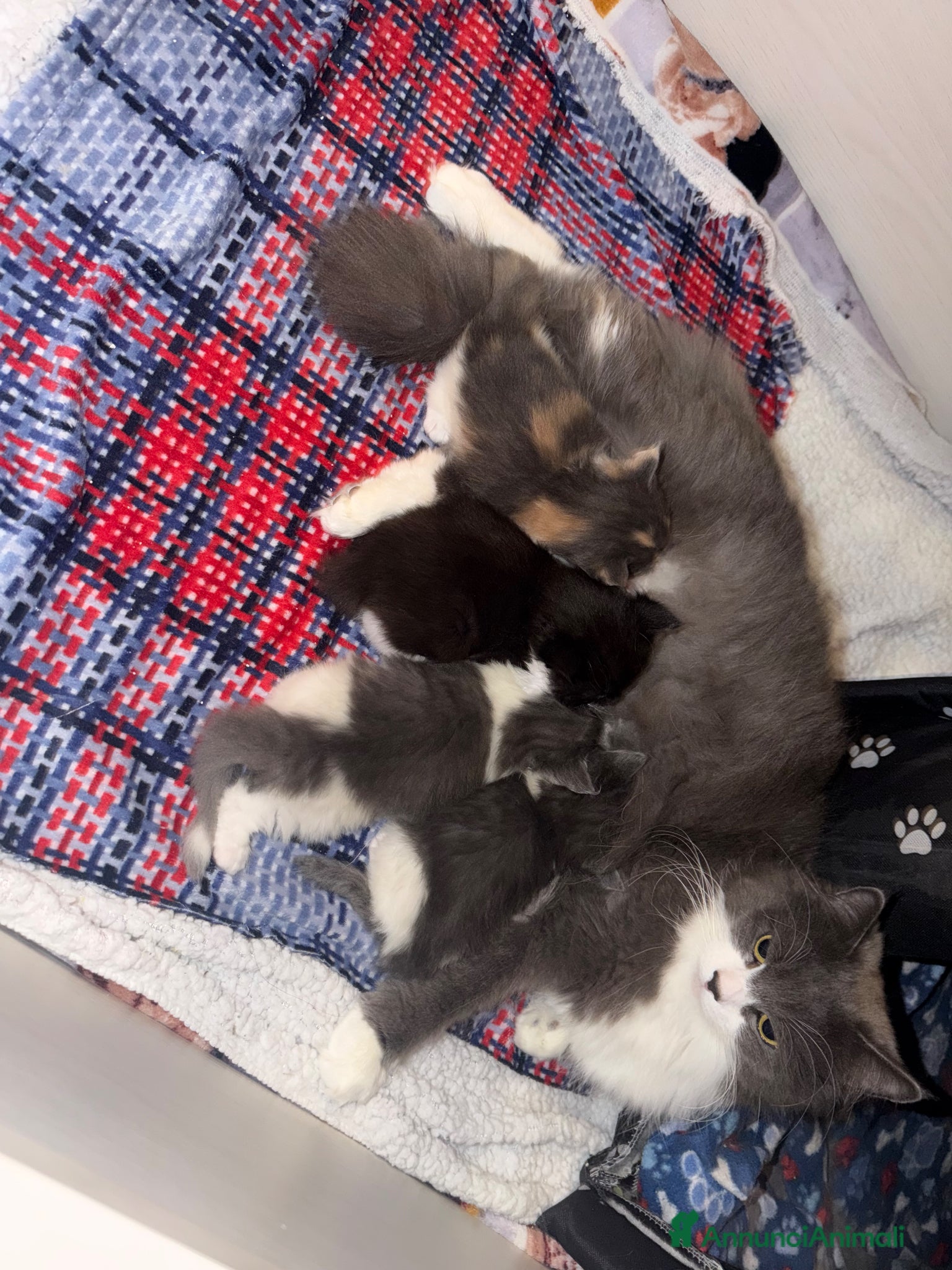 Siberiano gatti Siberiani  - Annuncio 1