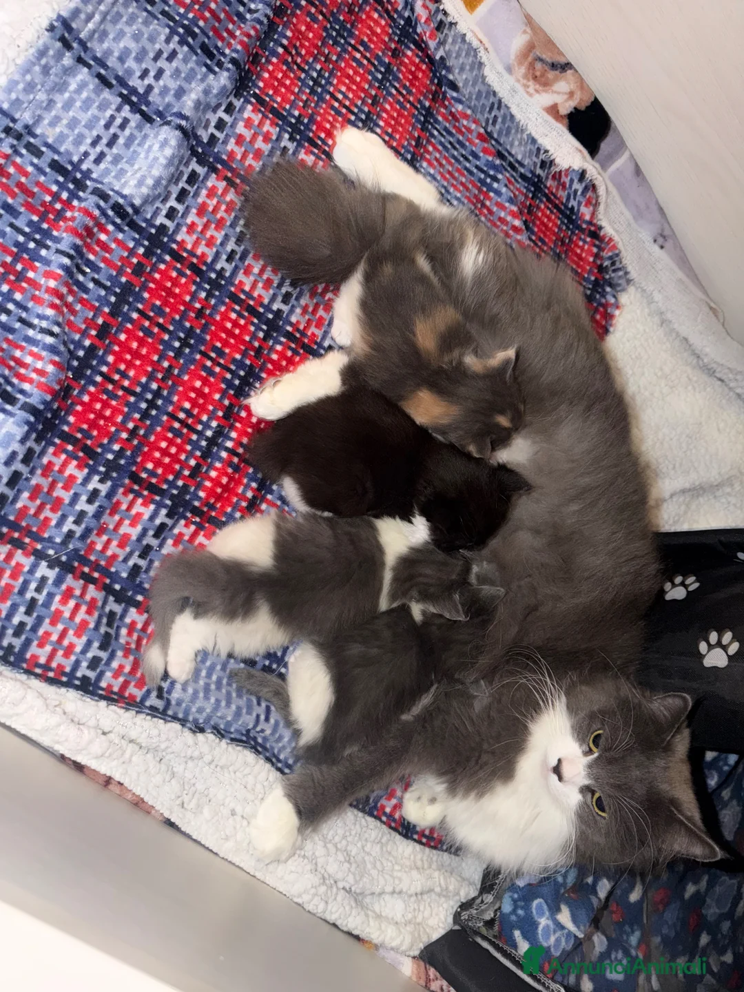 Siberiano gatti in vendita: Siberiani  - Annuncio 1