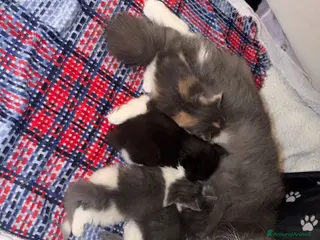 Siberiano gatti Siberiani - Annuncio 1