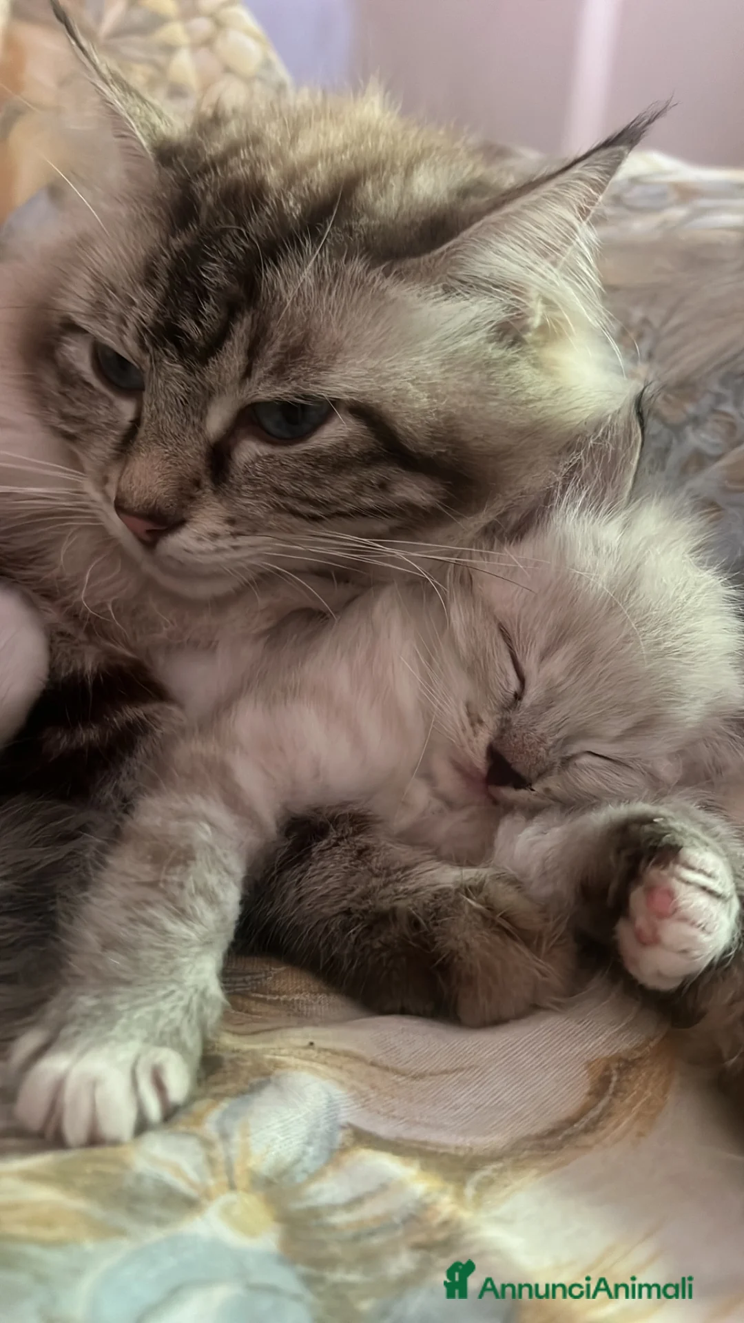 Ragdoll gatti in vendita: Cuccioli Ragdoll - Annuncio 13