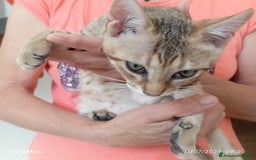 Altre razze gatti in regalo: Regalo tre bellissimi cuccioli  a Provincia di Pisa - Immagine 3