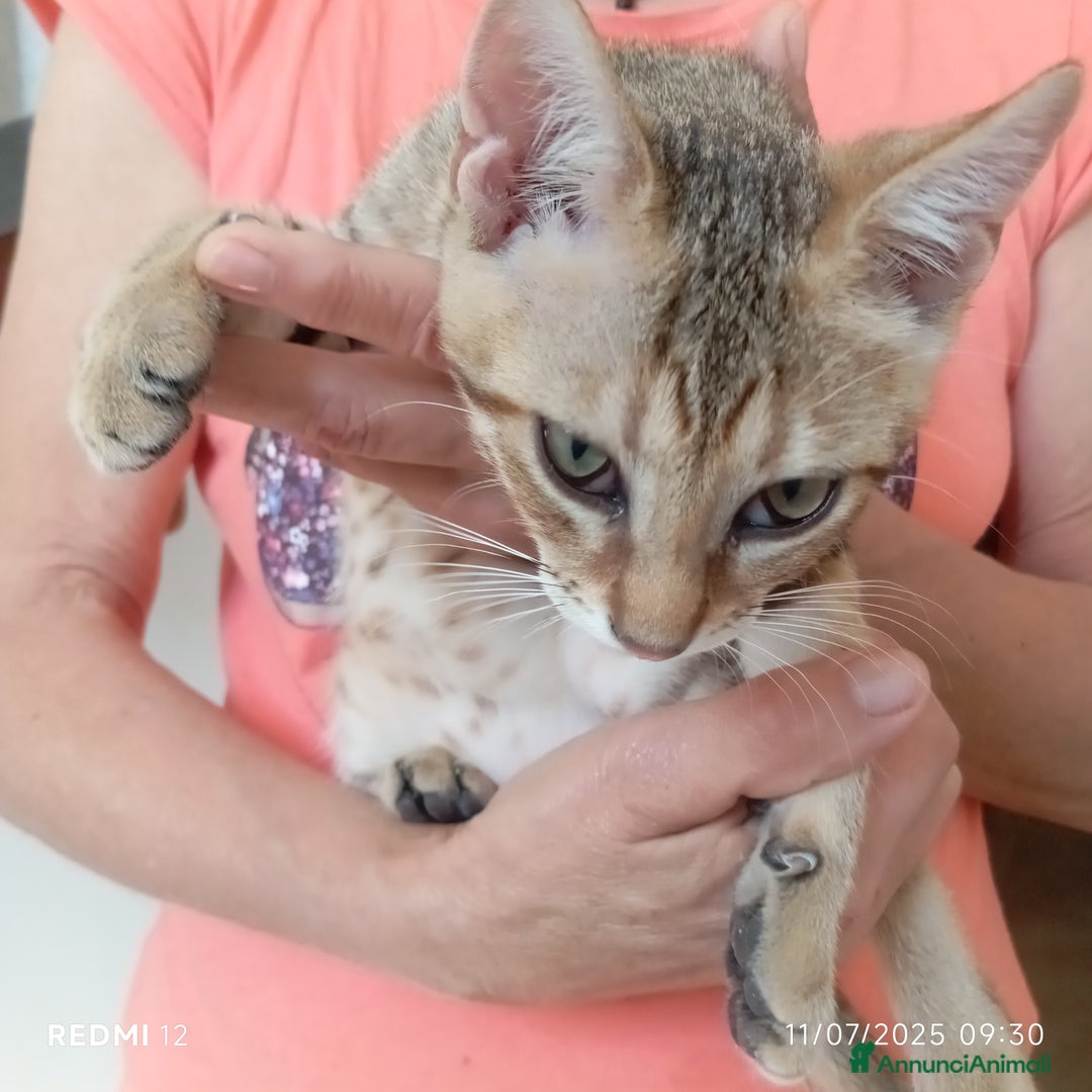 Altre razze gatti in regalo: Regalo tre bellissimi cuccioli  a Provincia di Pisa - Immagine 3