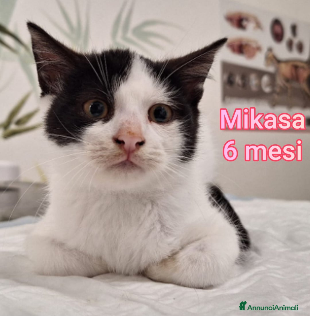 Europeo gatti in regalo: MICINI: SIAMO AL COLLASSO! - Annuncio 1