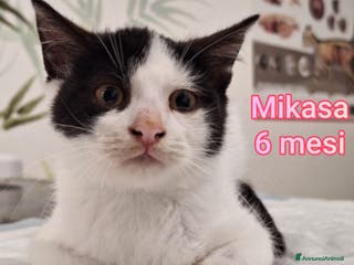 Europeo gatti MICINI: SIAMO AL COLLASSO! - Annuncio 4