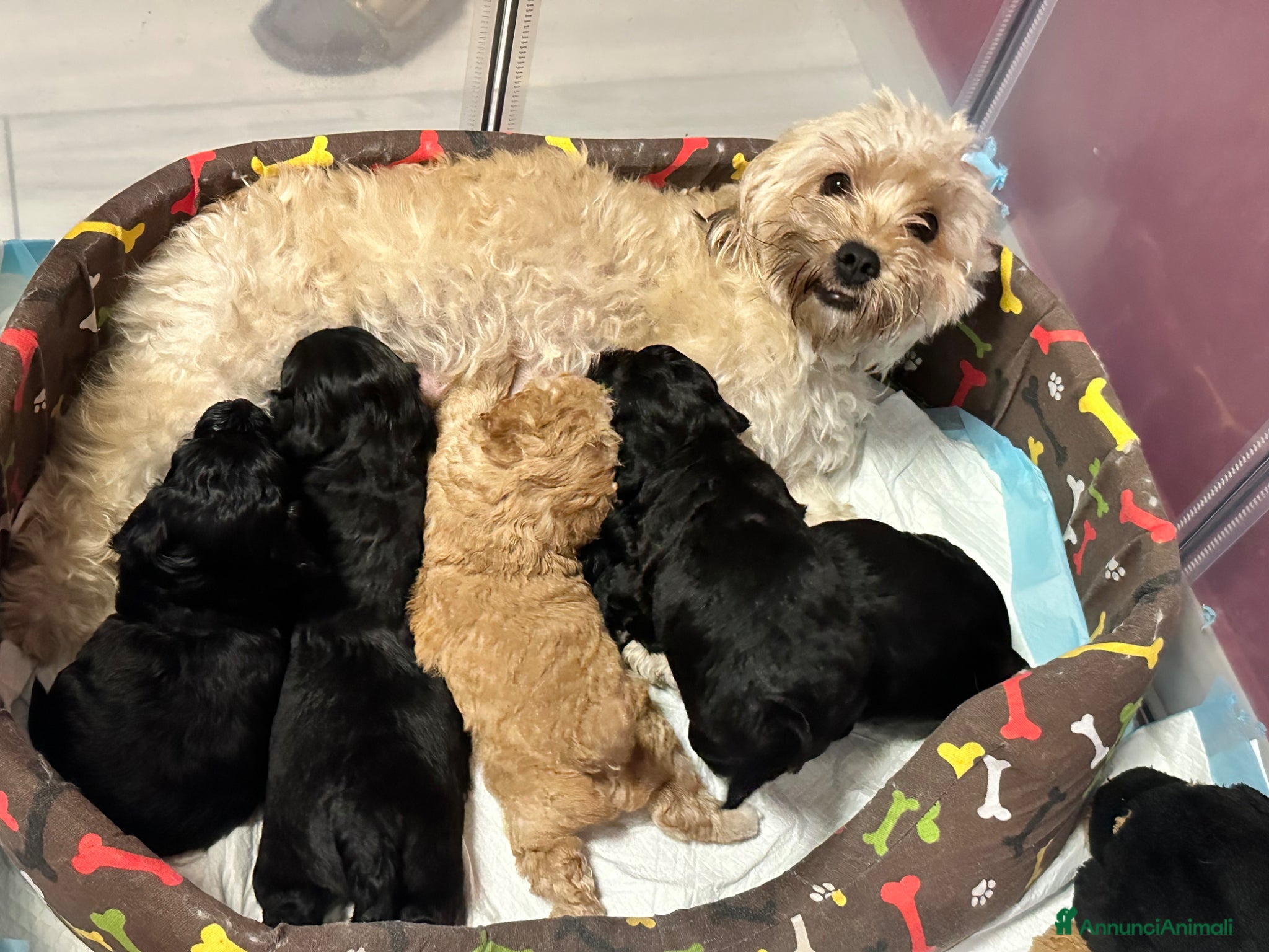 Meticcio cani Miticcio tra un shihtzu e barboncino  - Annuncio 6