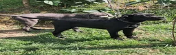 Cane Corso cani in vendita: Spettacolari cuccioli di Cane Corso  - Annuncio 14