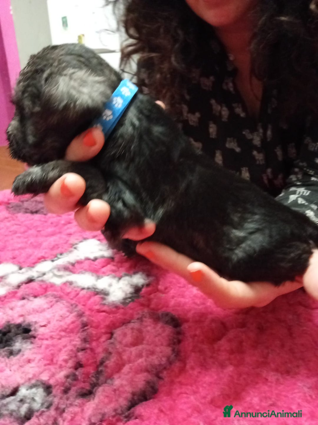 Mini Schnauzer cani in vendita: cuccioli di zwergschnauzer pepe sale - Annuncio 8