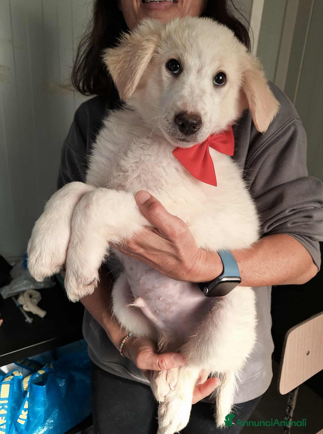 Meticcio cani in regalo: Bellissimo cucciolo in adozione  - Annuncio 3