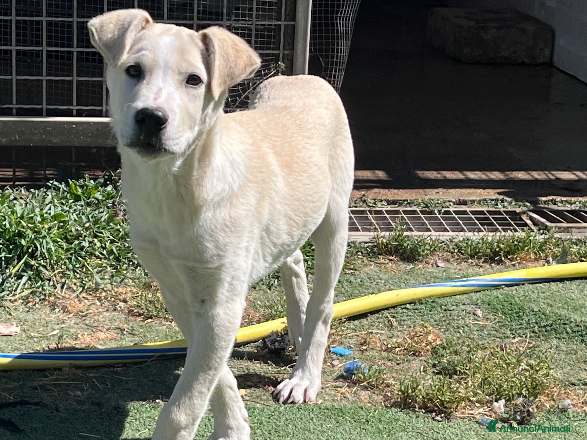 Meticcio cani Zelig. Cucciolo simil Labrador  - Annuncio 1