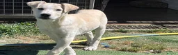 Meticcio cani in regalo: Zelig. Cucciolo simil Labrador  - Annuncio 1