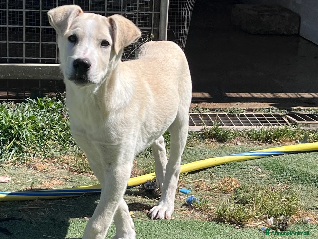Meticcio cani in regalo: Zelig. Cucciolo simil Labrador  - Annuncio 1