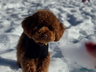 Barboncino cani Barboncini nano per accoppiamento - Annuncio 2