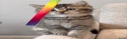 British gatti in vendita: Dolcissimi cuccioli di british shorthair - Annuncio 4