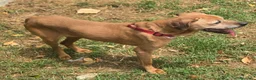 Meticcio cani in regalo: Seme 13 anni Taglia media  - Annuncio 4